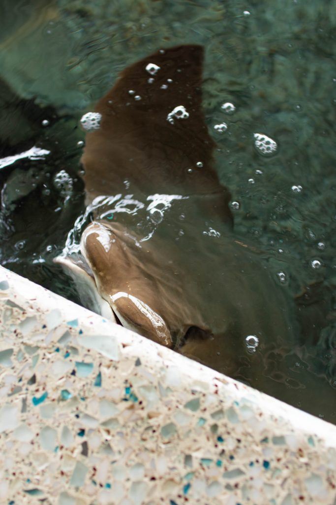 Sting Ray at SC Aquarium